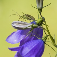 Insecte sur une campanule