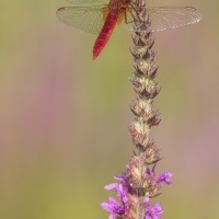 Crocothemis écarlate