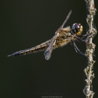 Libellule quatre taches