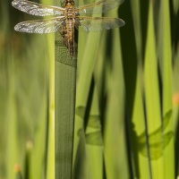 Emergence de libellule