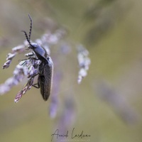 Coléoptère sur une graminée