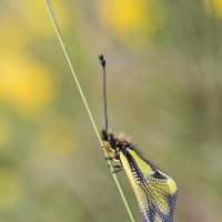 Ascalaphe soufré