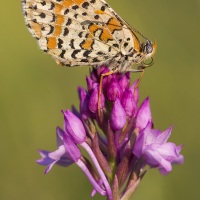 Mélitée sur une orchis pyramidale