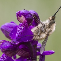 Orchis bouffon et grand bombyle