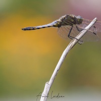 Orthetrum réticulé