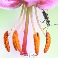 Lys martagon et punaise sp