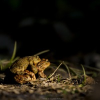 Crapaud commun