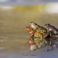 grenouille rousse