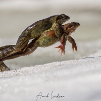 grenouille rousse