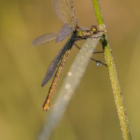 Calopterix éclatant