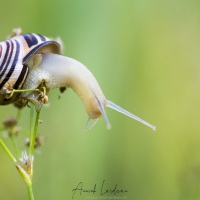 Escargot