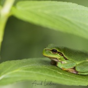 Rainette verte