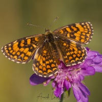 Mélitée des Linaires