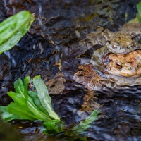 Crapaud commun