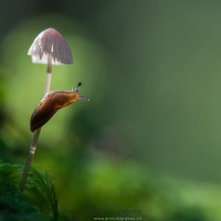 Limace sur un champignon