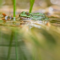 Grenouille verte