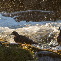 Canard arlequin