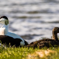 Couple de canards eider