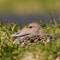 Cane eider