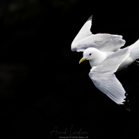 Mouette tridactyle