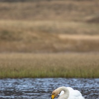 Cygne chanteur