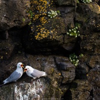 Mouette tridactyle