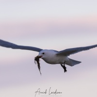 Mouette tridactyle