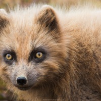 Renard polaire "bleu" en pelage d'été