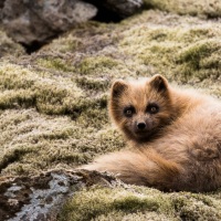 Renard polaire "bleu" en pelage d'été