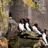 Guillemot de troïl