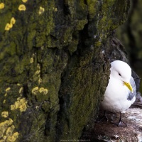 Mouette tridactyle