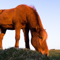 Cheval islandais