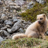 Renard polaire "bleu" en pelage d'été