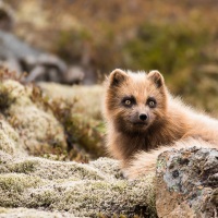 Renard polaire "bleu" en pelage d'été