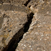 La vie reprend dans une fissure  de lave