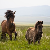 Cheval islandais: jument et son poulain