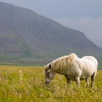 Cheval islandais