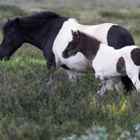 Cheval islandais: jument et son poulain