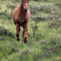 Cheval islandais