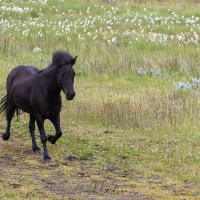 Cheval islandais