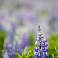 Champ de lupin