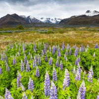 Champ de lupin