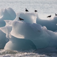 Goéland bourgmestre sur un iceberg