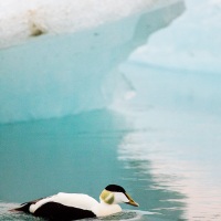 Canard eider