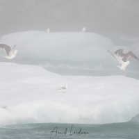 Jökulsárlón dans le brouillard