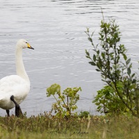 Reykjavik: cygne chanteur sur le  lac Tjörnin