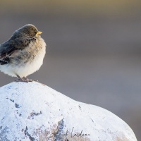 Jeune bruant des neiges