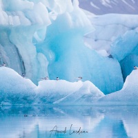 Sterne arctique et Icebergs dans la lagune, Jökulsárlón