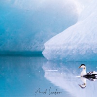 Eider parmi les icebergs, Jökulsárlón