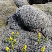 Paysage typique islandais: lave recouverte de mousse